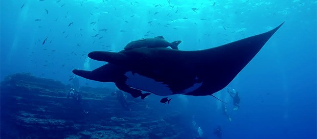 Reserva de la Biosfera Archipiélago de Revillagigedo, Los Cabos