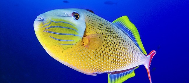 Reserva de la Biosfera Archipiélago de Revillagigedo, Los Cabos