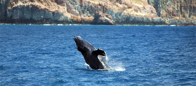 Reserva de la Biosfera Archipiélago de Revillagigedo, Los Cabos