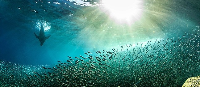 Reserva de la Biosfera Archipiélago de Revillagigedo, Los Cabos