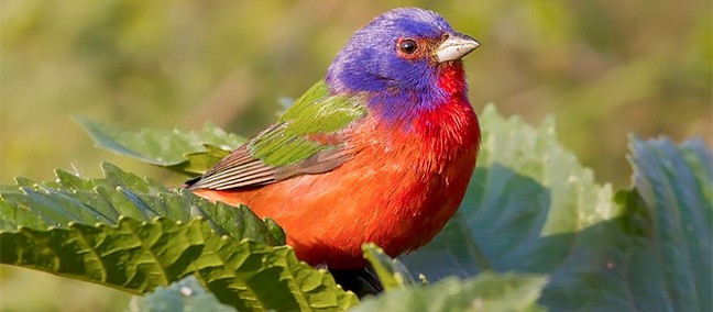 Reserva de la Biosfera Barranca de Metztitlán, Metztitlán