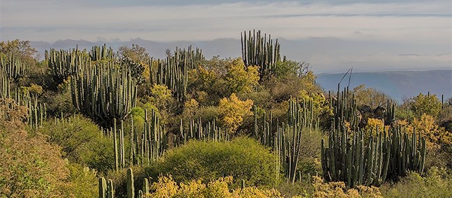 Reserva de la Biosfera Barranca de Metztitlán, Metztitlán