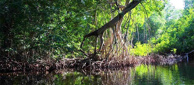 La Ceiba de Manguito, Tonalá