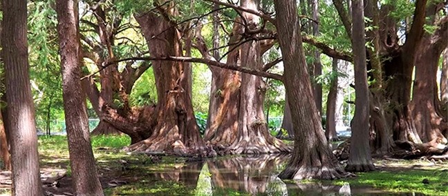 Parque Nacional El Sabinal, Cerralvo