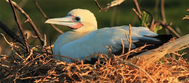 Parque Nacional Arrecife Alacranes, Progreso