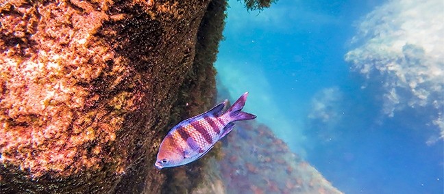 Laguna Yal-ku, Akumal