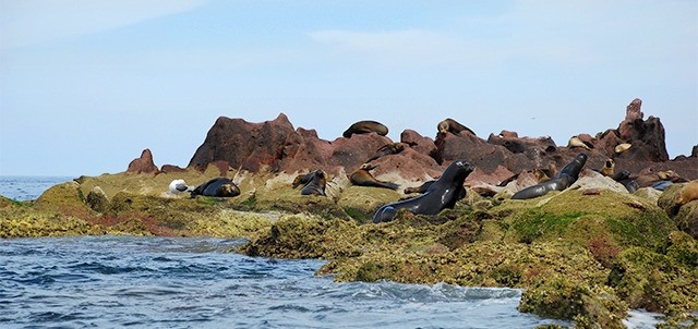 Isla Espíritu Santo, La Paz