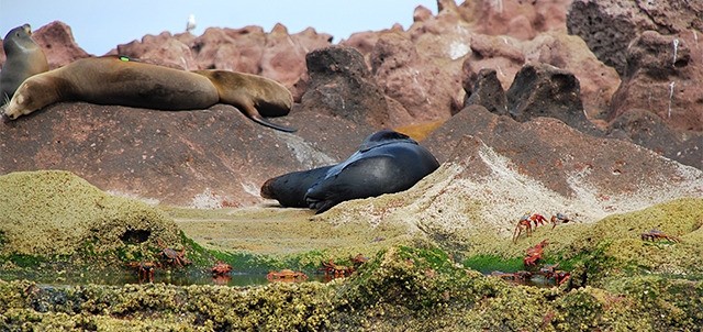 Isla Espíritu Santo, La Paz