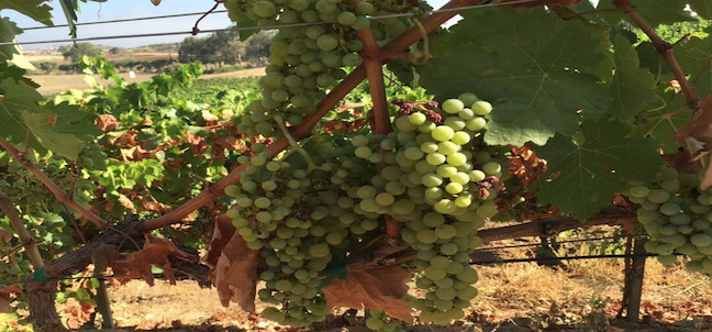 Clos de Tres Cantos, Valle de Guadalupe