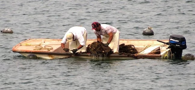 Perlas del Mar de Cortez, Guaymas