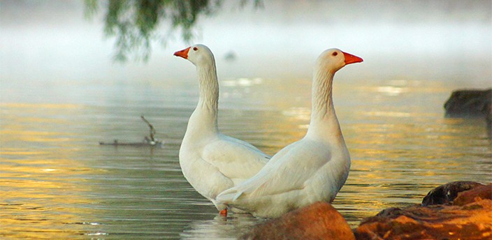 Lago de Camécuaro, Tangancícuaro