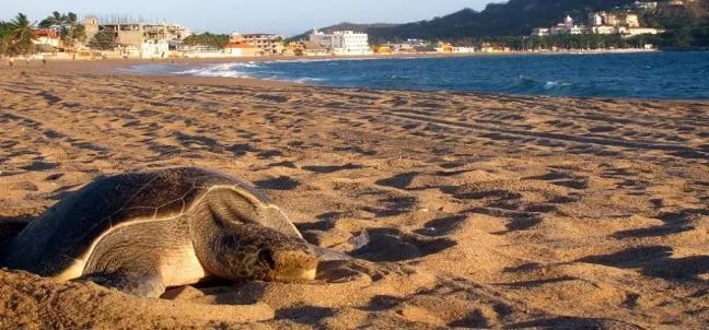 Bahía de Chamela, Costalegre