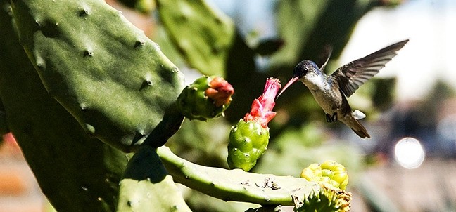 Jardín Botánico Benjamín Francis Johnston, Los Mochis