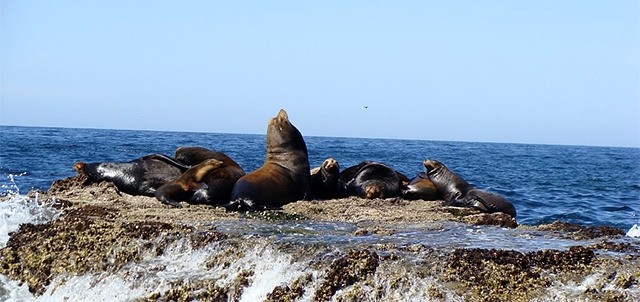 Isla del Farallón, Los Mochis