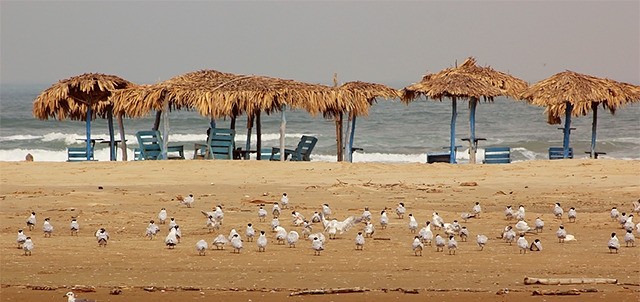 Playa Miramar ( Ciudad Madero ), Tampico