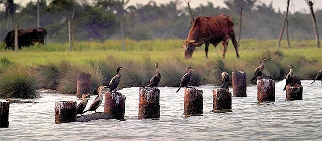 Barra de Cazones, Poza Rica