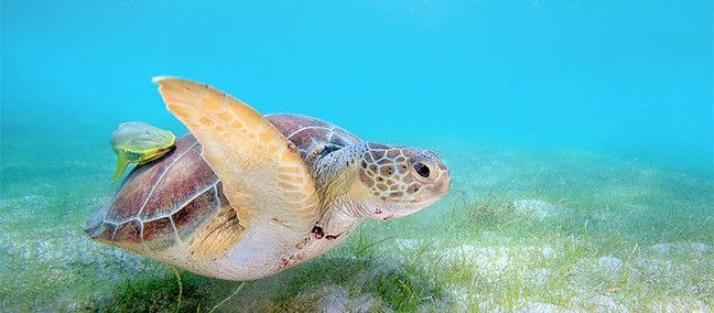 Akumal, Playa del Carmen