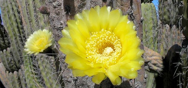 Santuario de los Cactus, La Paz