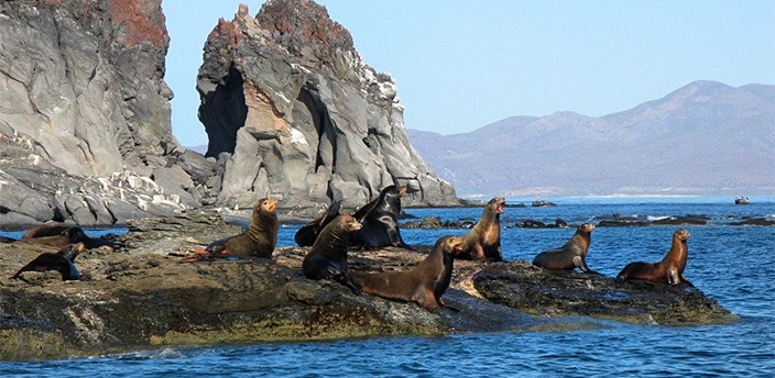 Tour en lancha a Isla Coronado, Loreto