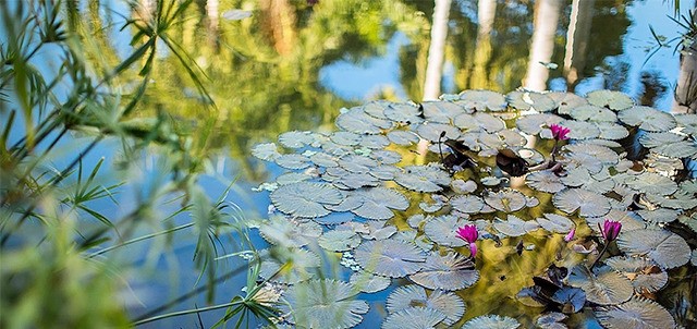 Jardín Botánico Culiacán, Culiacán