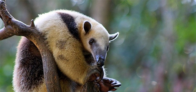 Zoológico Miguel Álvarez del Toro, Tuxtla Gutiérrez