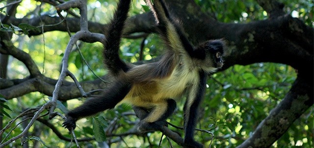 Zoológico Miguel Álvarez del Toro, Tuxtla Gutiérrez