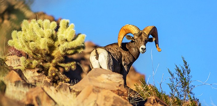 Reserva de la Biósfera El Pinacate y Gran Desierto de Altar, San Luis Río Colorado