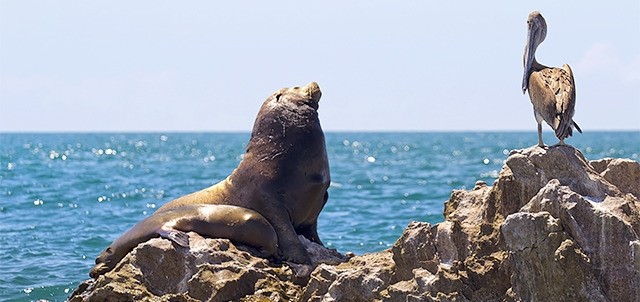 Islas de San Jorge, Puerto Peñasco ( Rocky Point )