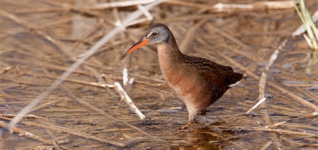 La Ciénega de Santa Clara, San Luis Río Colorado