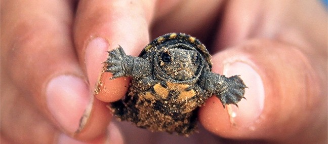 Mexican Turtle Center