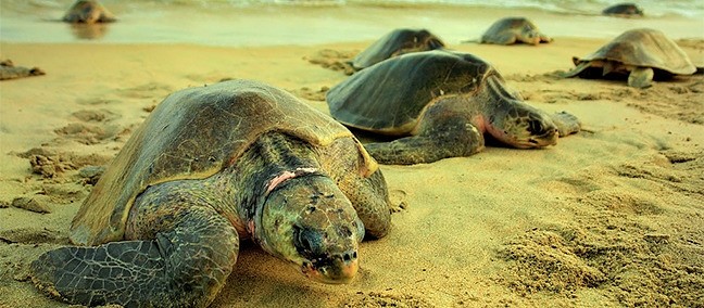 Centro Mexicano de la Tortuga, Mazunte