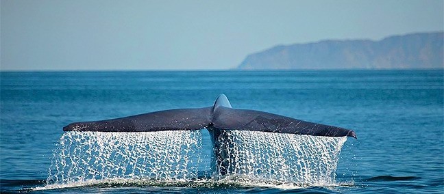 Avistamiento de Ballenas, Loreto