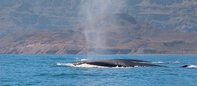 Avistamiento de Ballenas, Loreto