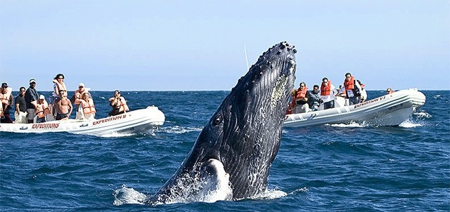 Avistamiento de Ballenas, La Paz