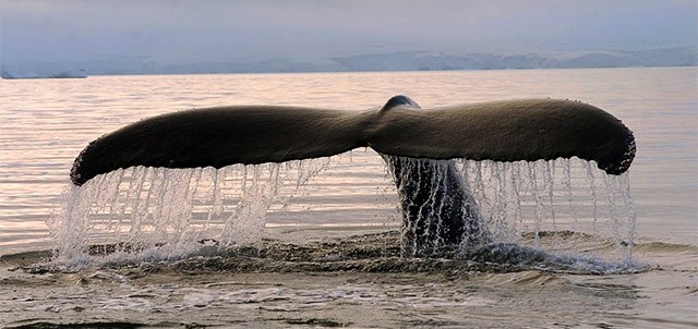 Avistamiento de Ballenas, La Paz