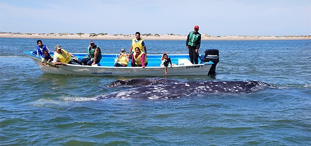 Avistamiento de Ballenas, La Paz