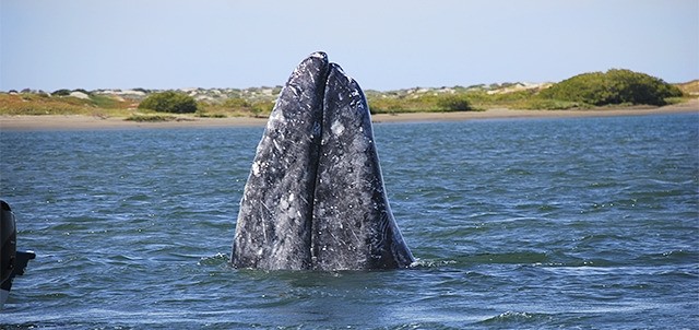 Avistamiento de Ballenas, La Paz