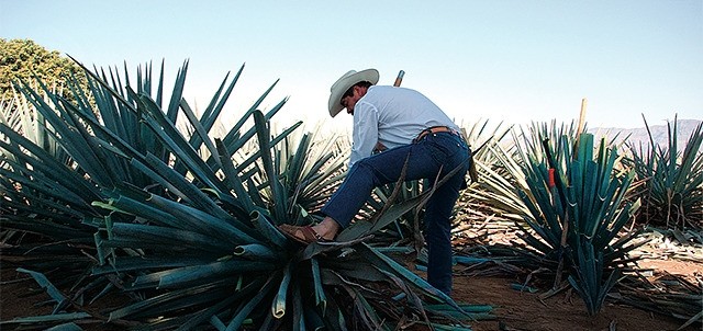 Destilería La Rojeña ( Mundo Cuervo ), Tequila