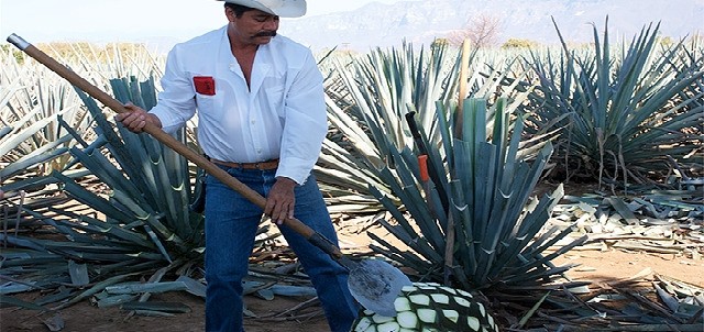 Destilería La Rojeña ( Mundo Cuervo ), Tequila