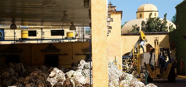 Destilería La Rojeña ( Mundo Cuervo ), Tequila