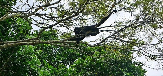 Zona Arqueológica Calakmul, Xpujil