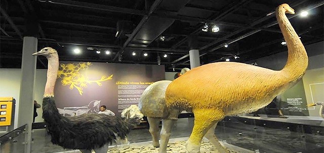 Museo de las Aves de México, Saltillo