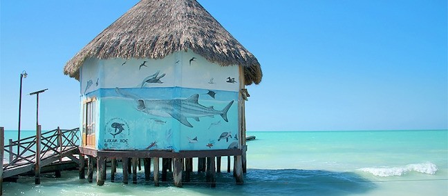 Nado con Tiburón Ballena, Holbox