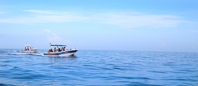 Nado con Tiburón Ballena, Holbox