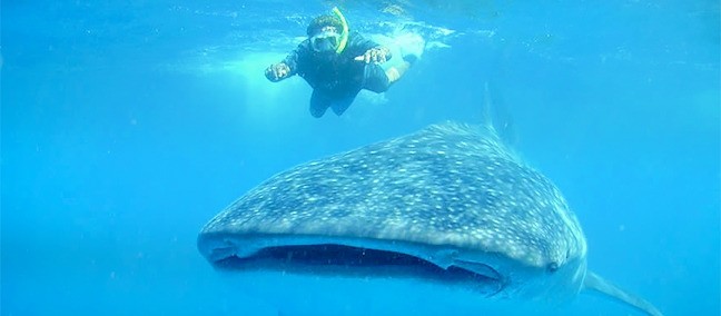 Nado con Tiburón Ballena, Holbox