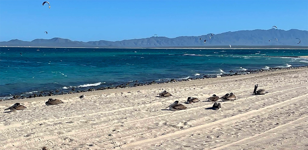 Marlín Azul, La Ventana