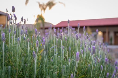 Terra del Valle, Valle de Guadalupe