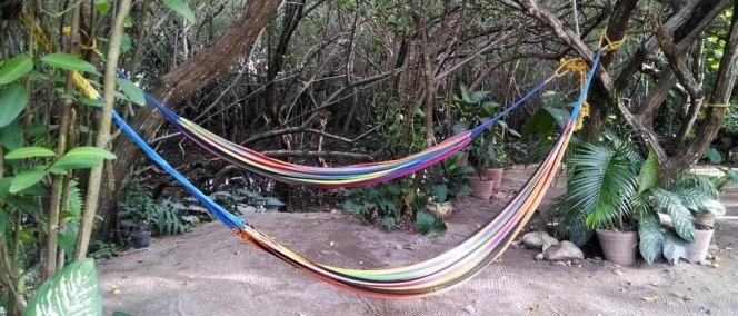 Manglar Pacific, Los Ayala